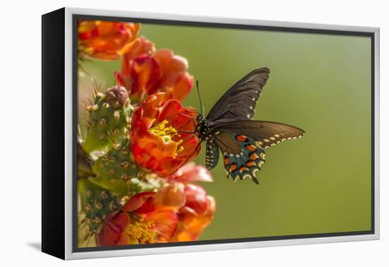 Arizona, Sonoran Desert. Pipevine Swallowtail Butterfly on Blossom-Cathy & Gordon Illg-Framed Premier Image Canvas