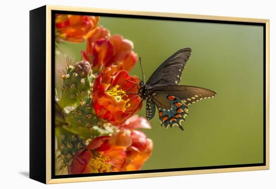 Arizona, Sonoran Desert. Pipevine Swallowtail Butterfly on Blossom-Cathy & Gordon Illg-Framed Premier Image Canvas