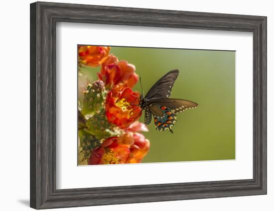 Arizona, Sonoran Desert. Pipevine Swallowtail Butterfly on Blossom-Cathy & Gordon Illg-Framed Photographic Print