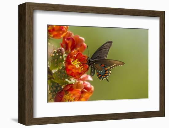 Arizona, Sonoran Desert. Pipevine Swallowtail Butterfly on Blossom-Cathy & Gordon Illg-Framed Photographic Print