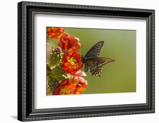 Arizona, Sonoran Desert. Pipevine Swallowtail Butterfly on Blossom-Cathy & Gordon Illg-Framed Photographic Print