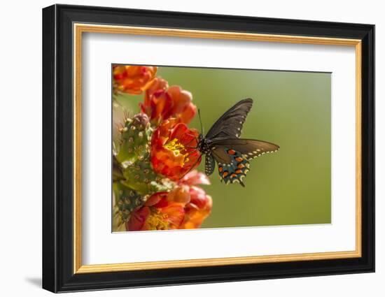 Arizona, Sonoran Desert. Pipevine Swallowtail Butterfly on Blossom-Cathy & Gordon Illg-Framed Photographic Print