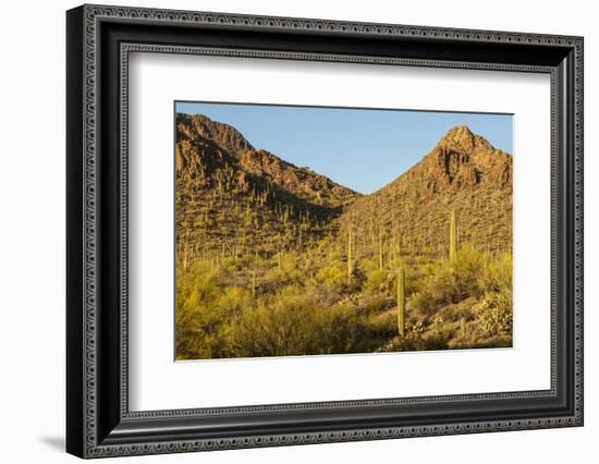 Arizona, Sonoran Desert. Saguaro Cactus and Blooming Palo Verde Trees-Cathy & Gordon Illg-Framed Photographic Print