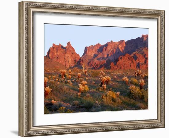 Arizona, Sunset Light on Brittlebush, Phacelia-John Barger-Framed Photographic Print