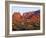 Arizona, Sunset Light on Brittlebush, Phacelia-John Barger-Framed Photographic Print