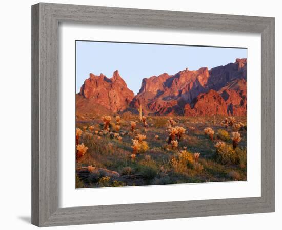 Arizona, Sunset Light on Brittlebush, Phacelia-John Barger-Framed Photographic Print