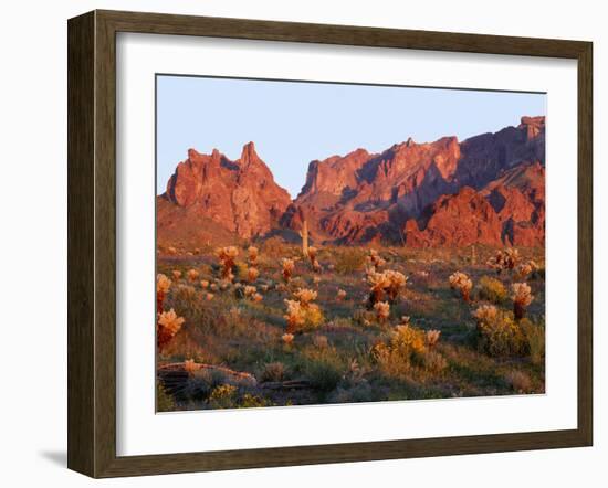 Arizona, Sunset Light on Brittlebush, Phacelia-John Barger-Framed Photographic Print