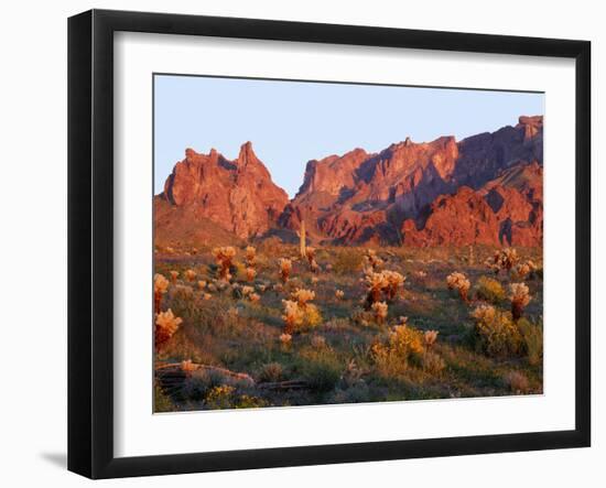 Arizona, Sunset Light on Brittlebush, Phacelia-John Barger-Framed Photographic Print