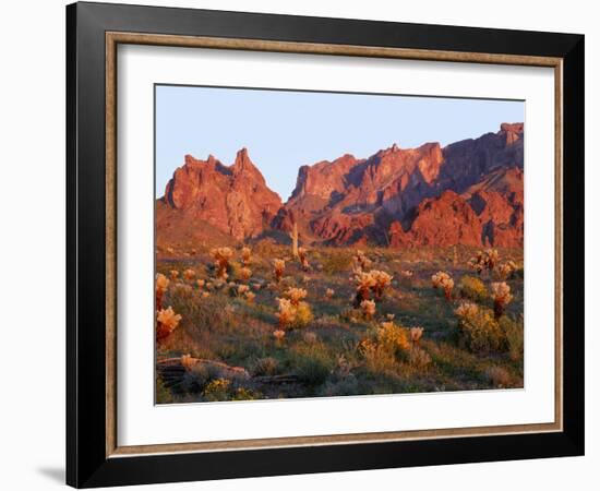 Arizona, Sunset Light on Brittlebush, Phacelia-John Barger-Framed Photographic Print