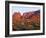 Arizona, Sunset Light on Brittlebush, Phacelia-John Barger-Framed Photographic Print