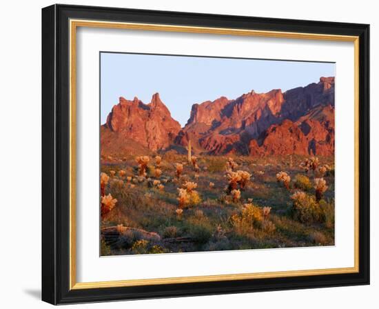 Arizona, Sunset Light on Brittlebush, Phacelia-John Barger-Framed Photographic Print