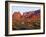 Arizona, Sunset Light on Brittlebush, Phacelia-John Barger-Framed Photographic Print