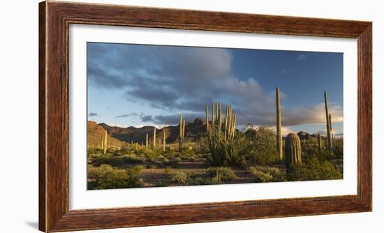 Arizona. Sunset over Desert Habitat, Organ Pipe Cactus National Monument-Judith Zimmerman-Framed Premium Photographic Print