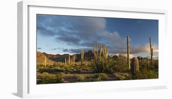 Arizona. Sunset over Desert Habitat, Organ Pipe Cactus National Monument-Judith Zimmerman-Framed Premium Photographic Print