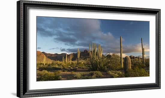 Arizona. Sunset over Desert Habitat, Organ Pipe Cactus National Monument-Judith Zimmerman-Framed Premium Photographic Print