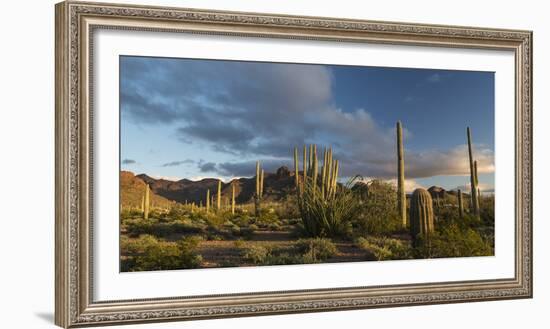 Arizona. Sunset over Desert Habitat, Organ Pipe Cactus National Monument-Judith Zimmerman-Framed Photographic Print