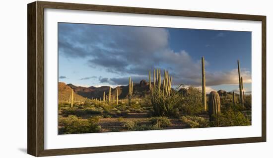 Arizona. Sunset over Desert Habitat, Organ Pipe Cactus National Monument-Judith Zimmerman-Framed Photographic Print