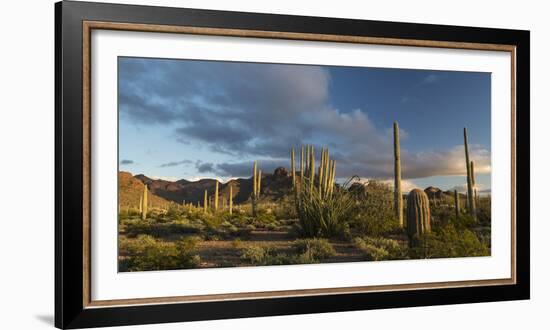 Arizona. Sunset over Desert Habitat, Organ Pipe Cactus National Monument-Judith Zimmerman-Framed Photographic Print