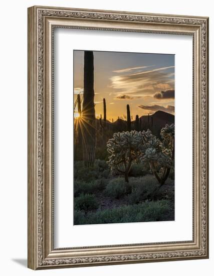 Arizona. Sunset over Desert Habitat, Organ Pipe Cactus National Monument-Judith Zimmerman-Framed Photographic Print