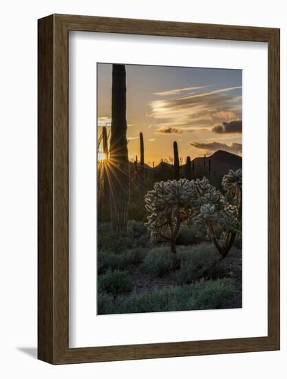 Arizona. Sunset over Desert Habitat, Organ Pipe Cactus National Monument-Judith Zimmerman-Framed Photographic Print