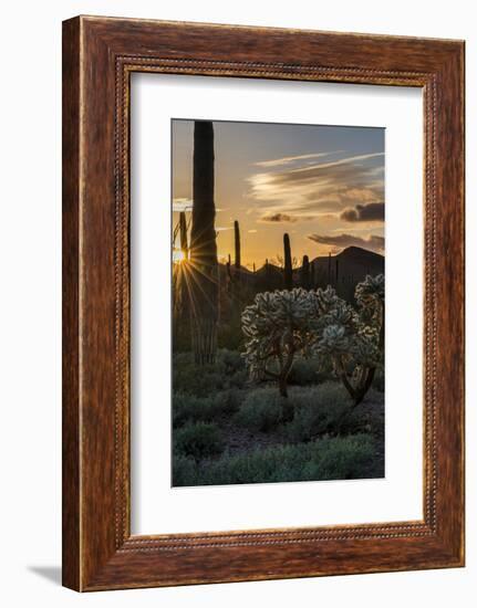 Arizona. Sunset over Desert Habitat, Organ Pipe Cactus National Monument-Judith Zimmerman-Framed Photographic Print