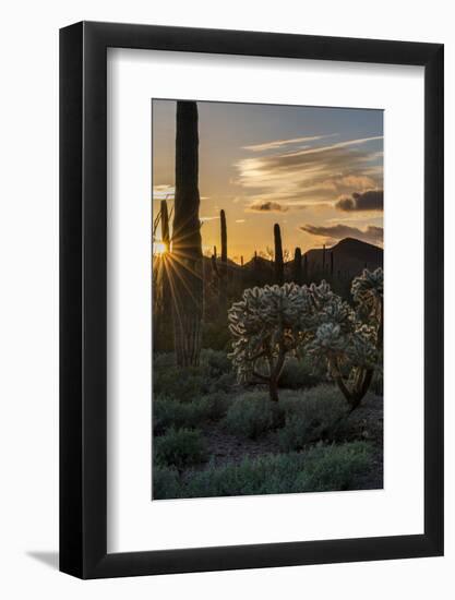 Arizona. Sunset over Desert Habitat, Organ Pipe Cactus National Monument-Judith Zimmerman-Framed Photographic Print