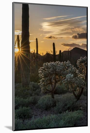 Arizona. Sunset over Desert Habitat, Organ Pipe Cactus National Monument-Judith Zimmerman-Mounted Photographic Print