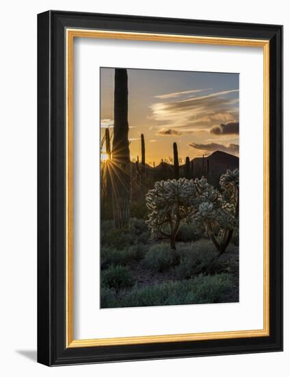 Arizona. Sunset over Desert Habitat, Organ Pipe Cactus National Monument-Judith Zimmerman-Framed Photographic Print