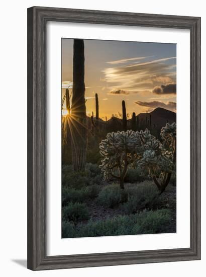 Arizona. Sunset over Desert Habitat, Organ Pipe Cactus National Monument-Judith Zimmerman-Framed Photographic Print