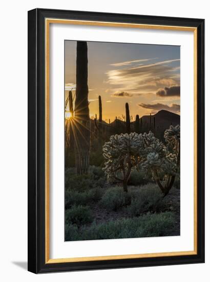 Arizona. Sunset over Desert Habitat, Organ Pipe Cactus National Monument-Judith Zimmerman-Framed Photographic Print