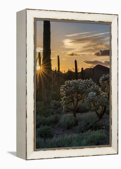 Arizona. Sunset over Desert Habitat, Organ Pipe Cactus National Monument-Judith Zimmerman-Framed Premier Image Canvas