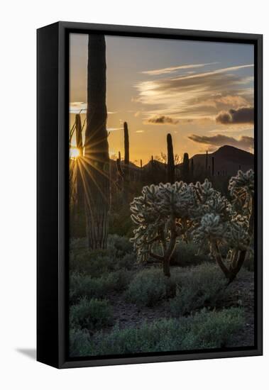 Arizona. Sunset over Desert Habitat, Organ Pipe Cactus National Monument-Judith Zimmerman-Framed Premier Image Canvas