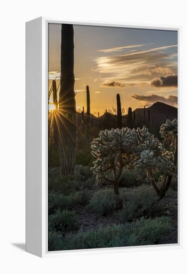 Arizona. Sunset over Desert Habitat, Organ Pipe Cactus National Monument-Judith Zimmerman-Framed Premier Image Canvas