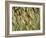 Arizona, Tonto National Forest. Close-Up Details of Wild Grass-John Barger-Framed Photographic Print