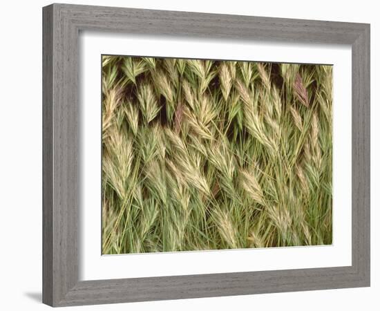 Arizona, Tonto National Forest. Close-Up Details of Wild Grass-John Barger-Framed Photographic Print