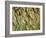 Arizona, Tonto National Forest. Close-Up Details of Wild Grass-John Barger-Framed Photographic Print