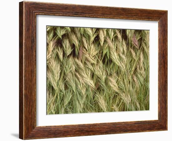 Arizona, Tonto National Forest. Close-Up Details of Wild Grass-John Barger-Framed Photographic Print