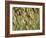 Arizona, Tonto National Forest. Close-Up Details of Wild Grass-John Barger-Framed Photographic Print