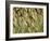 Arizona, Tonto National Forest. Close-Up Details of Wild Grass-John Barger-Framed Photographic Print