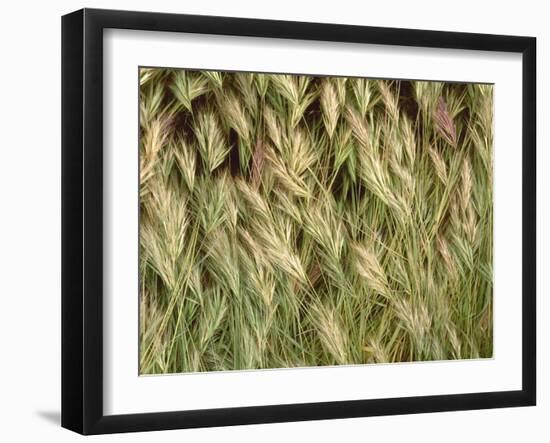 Arizona, Tonto National Forest. Close-Up Details of Wild Grass-John Barger-Framed Photographic Print