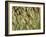 Arizona, Tonto National Forest. Close-Up Details of Wild Grass-John Barger-Framed Photographic Print