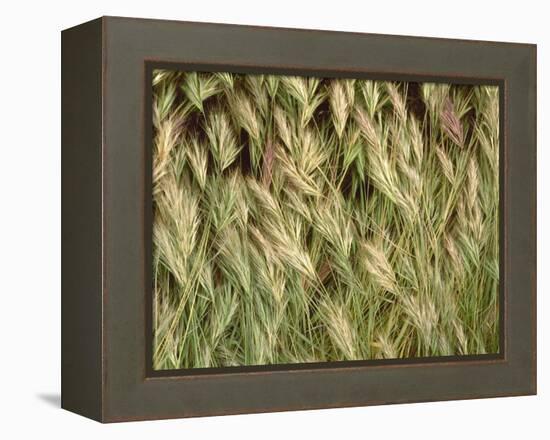 Arizona, Tonto National Forest. Close-Up Details of Wild Grass-John Barger-Framed Premier Image Canvas