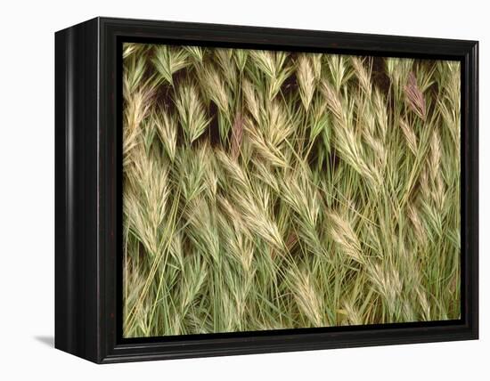 Arizona, Tonto National Forest. Close-Up Details of Wild Grass-John Barger-Framed Premier Image Canvas