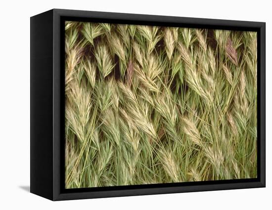 Arizona, Tonto National Forest. Close-Up Details of Wild Grass-John Barger-Framed Premier Image Canvas