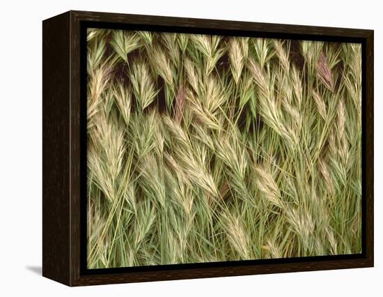 Arizona, Tonto National Forest. Close-Up Details of Wild Grass-John Barger-Framed Premier Image Canvas