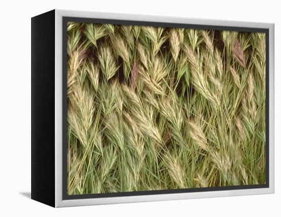 Arizona, Tonto National Forest. Close-Up Details of Wild Grass-John Barger-Framed Premier Image Canvas