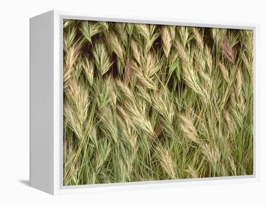 Arizona, Tonto National Forest. Close-Up Details of Wild Grass-John Barger-Framed Premier Image Canvas