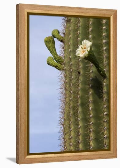 Arizona, Tucson, Tucson Mountain Park-Peter Hawkins-Framed Premier Image Canvas