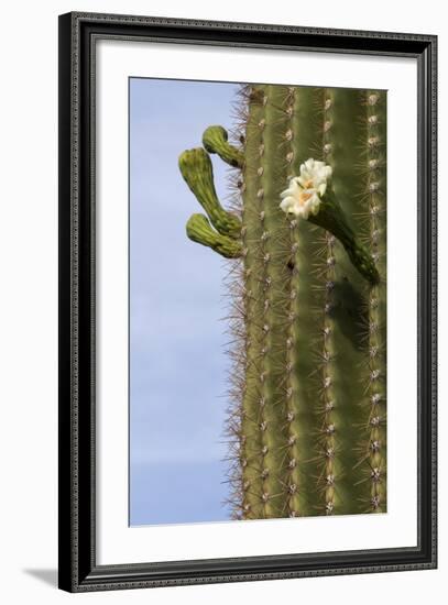 Arizona, Tucson, Tucson Mountain Park-Peter Hawkins-Framed Photographic Print