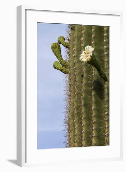 Arizona, Tucson, Tucson Mountain Park-Peter Hawkins-Framed Photographic Print